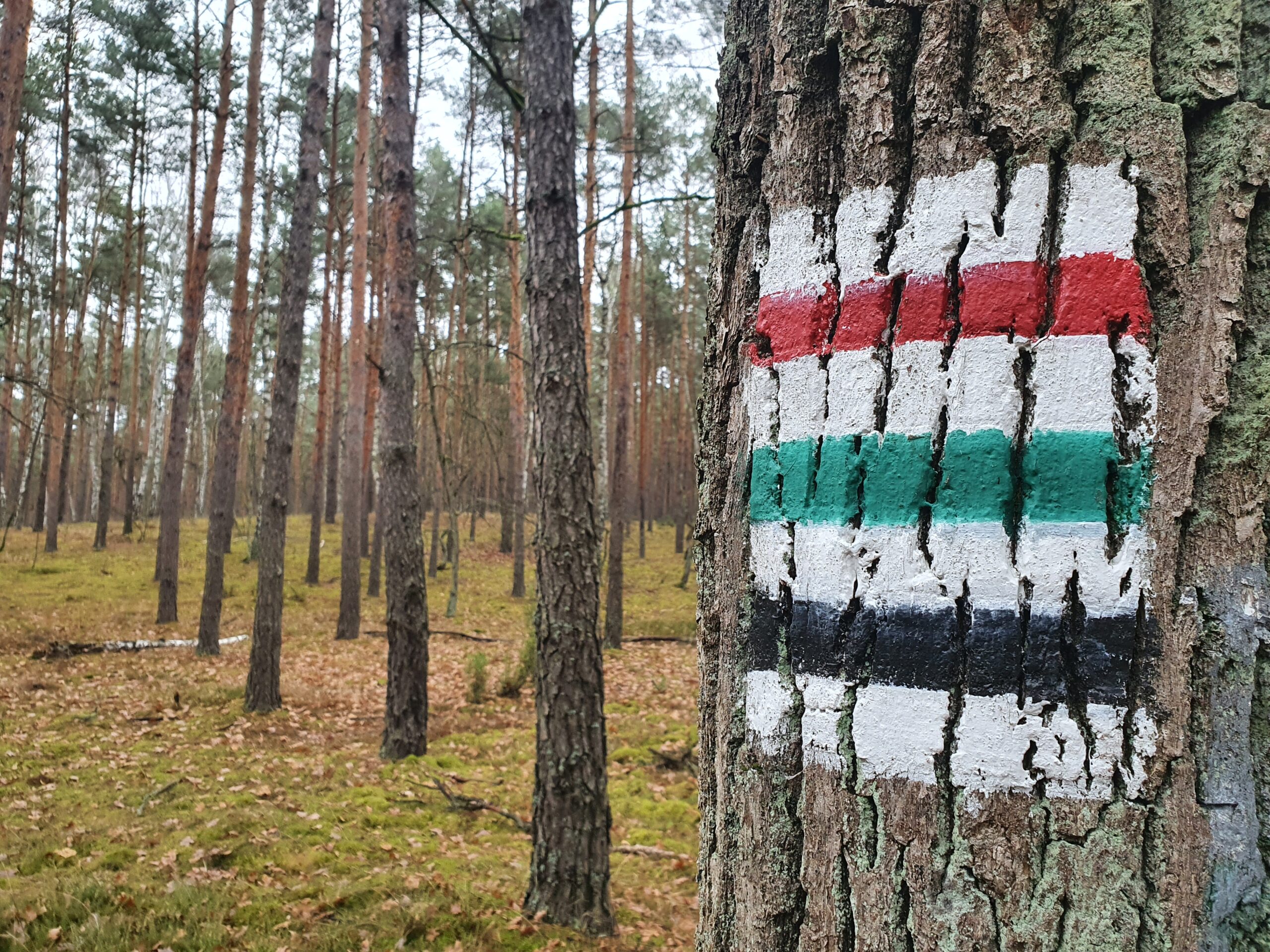 Znakowanie drzew w lesie